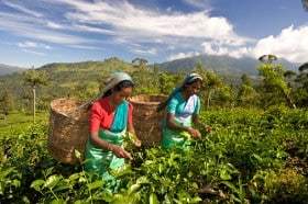 Ceylon Teas