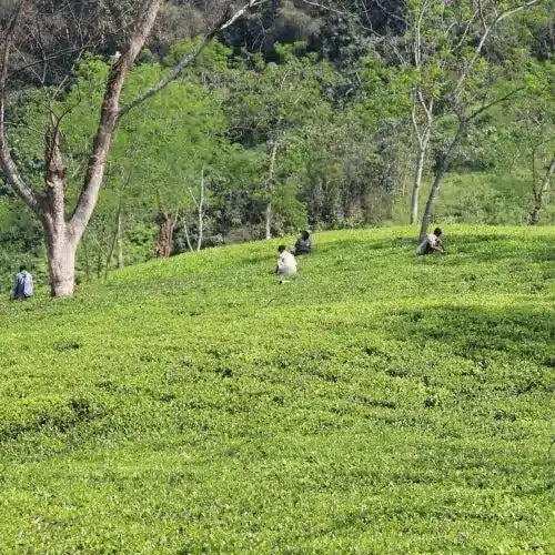 New Tea Growing Areas of the World
