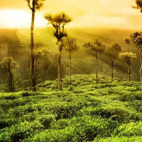 Assam Tea Introduction