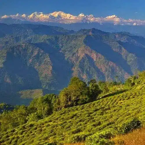 Darjeeling Tea History