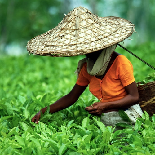 Indian teas