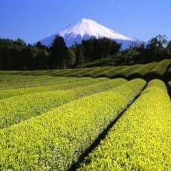 The Health Benefits of Japanese Green Tea