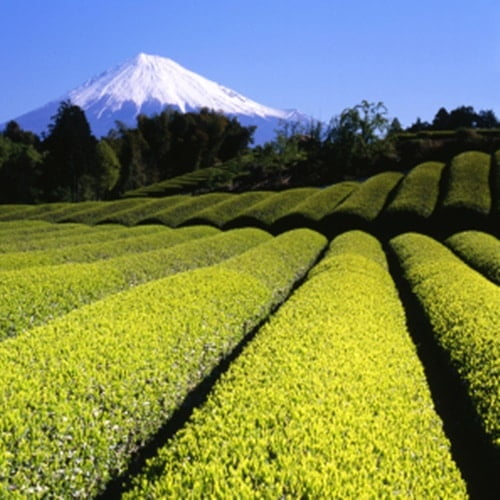 Green Tea Guide