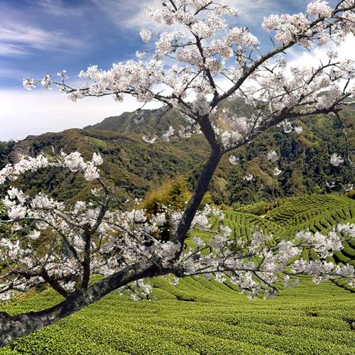 Introduction to Oolong Teas