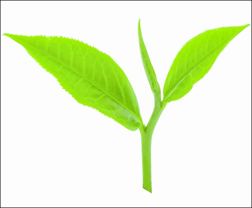 Orange Pekoe Tea