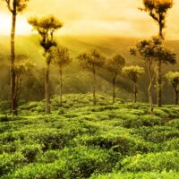 Other Assam Teas