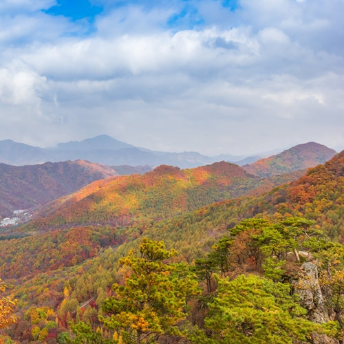 Phoenix Dancong Oolong