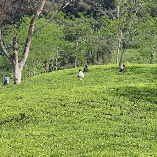 Arunachal Garden 500.jpg