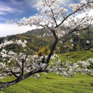 Introduction to oolong teas