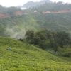 Buy loose leaf teas online - Indian Arunachal Black Tea