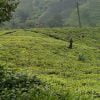 Buy loose leaf teas online - Indian Arunachal Black Tea