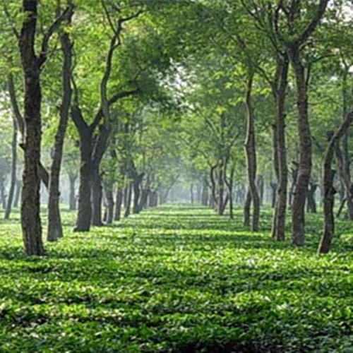 Buy loose leaf teas online - Assam Dikom TGFOP Buy loose leaf teas online - Assam Dikom TGFOP