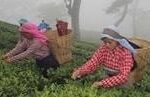 Buy loose leaf teas online - Darjeeling Balasun Second Flush