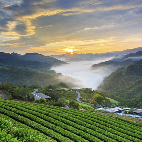 Buy loose leaf teas online - Formosa Pouchong organic Buy loose leaf teas online - Formosa Pouchong organic