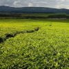 Buy loose leaf teas online - Kenyan Emrok