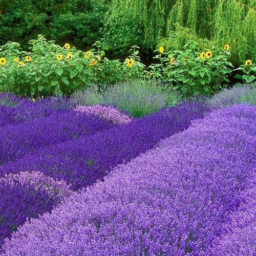 Buy loose leaf teas online - Lavender Flowers Herbal Tea Infusion Buy loose leaf teas online - Lavender Flowers Herbal Tea Infusion