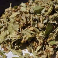 Buy loose leaf teas online - Lime Flower (Linden)