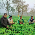Buy loose leaf teas online - Assam Panitola First Flush 2025