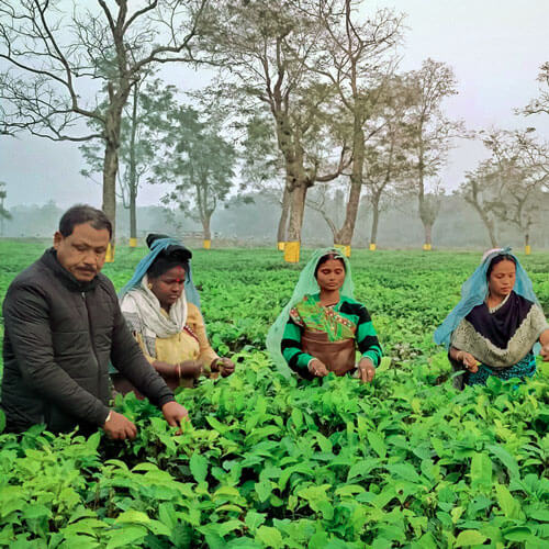 Buy loose leaf teas online - Assam Panitola First Flush 2025 Buy loose leaf teas online - Assam Panitola First Flush 2025