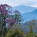 Buy loose leaf teas online - Lapacho