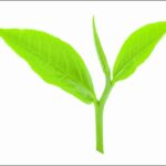 orange pekoe tea