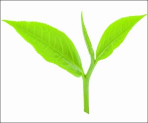 Orange pekoe tea