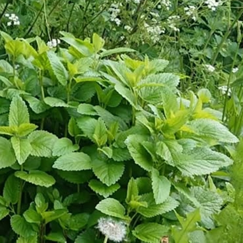 Buy loose leaf teas online - Lemon Balm infusion, loose Buy loose leaf teas online - Lemon Balm infusion, loose