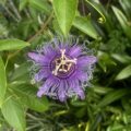 Buy loose leaf teas online - Passion Flower infusion, loose