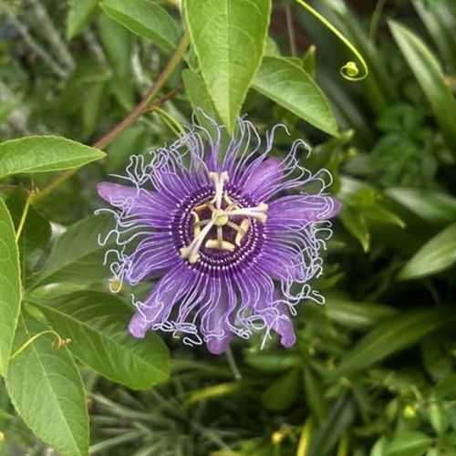Buy loose leaf teas online - Passion Flower infusion, loose Buy loose leaf teas online - Passion Flower infusion, loose
