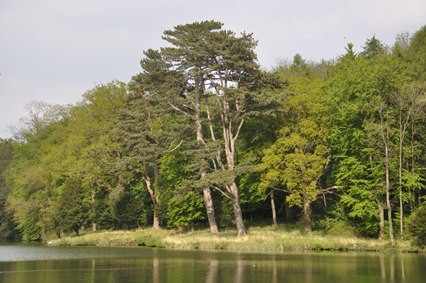 Woods near Compton Verney.